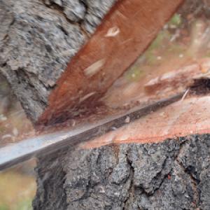 A Plus Affordable Tree Service