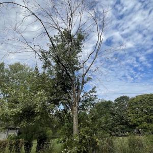 Huntsville Tree Service