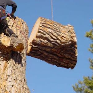 Tree Guys Perry Duvall