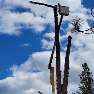 Cost Cutters Tree Service & Landscaping