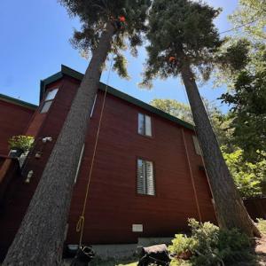 All Of The Above Tree & Yard Services