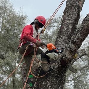 Specialized Tree Care Miami
