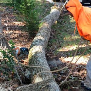 Near Tree Service