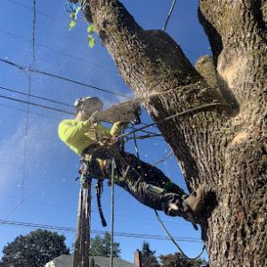Dundee Tree Service