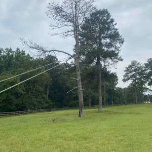 Mendoza tree service