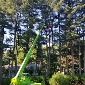 Kohlmaier Arbor Care