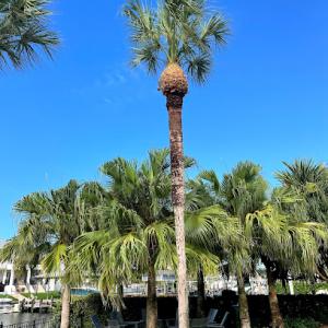 Lazaro Leal Landscaping & Tree Service