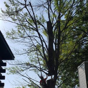 Red Leaf Tree Care
