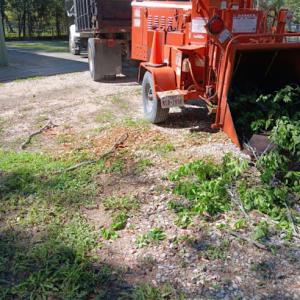 Orellana´s Tree Sevices