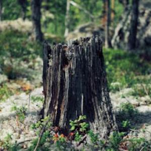 Martinez Tree Service