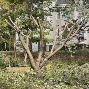 Jose B Flores Corporation