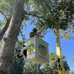 Whistle Punk Tree WoRx