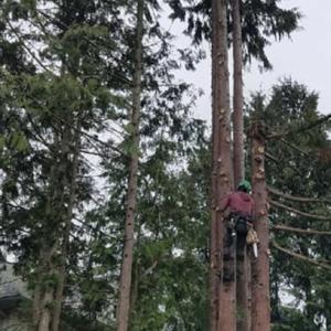 Hard Work Tree Services
