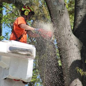 Davis Brothers Tree Care