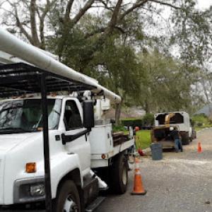Family Tree Service