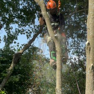 Amore Tree Services
