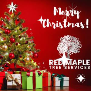 Red Maple Tree Services