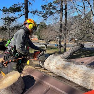 Thrive Tree Service Louisville
