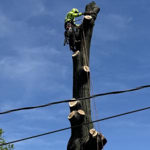 MGR Tree services