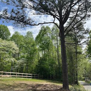 Crosscut Tree Services