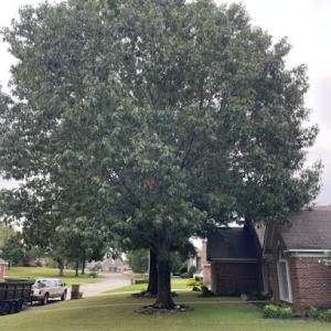 Jonesboro Tree Service