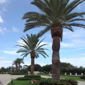 Palm Pros of Palm Beach