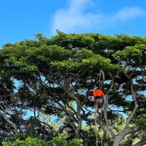 Kokua Tree Care
