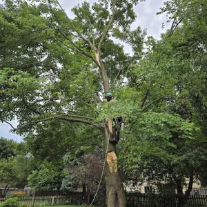 M & C's Tree Care