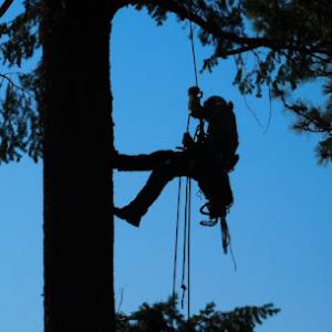 Trees For Life Montana