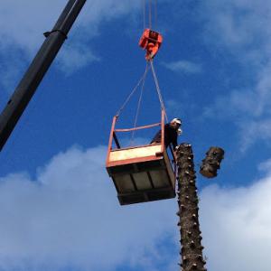 Golden Bough Tree Service