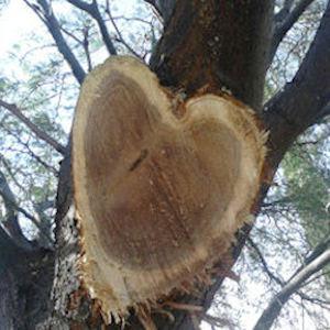 Professional Tree Care