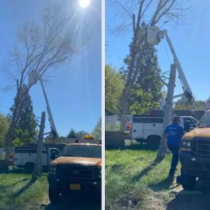 True Blue Tree Services