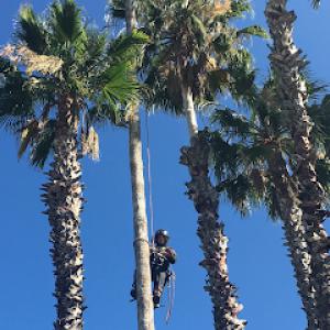 Professional Tree Care Landscaping & Construction