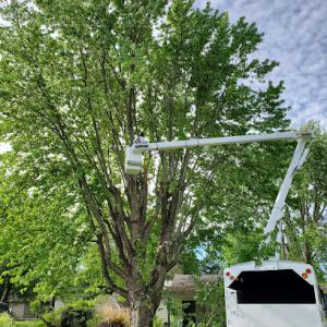 American Top Tree LLP