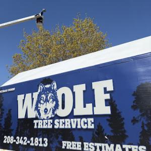 Woolf Tree Service