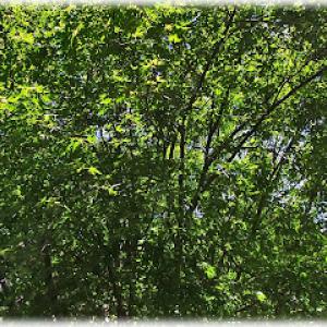 Denny's Tree Service