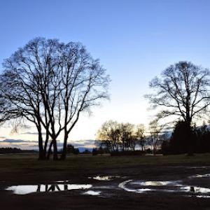 Pacific Northwest Tree Services