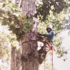 TREE REMOVAL by CECILIO