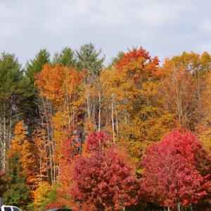 O'Fallon Tree Service