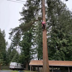 Local Tree Service