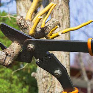 Lopez Tree Care