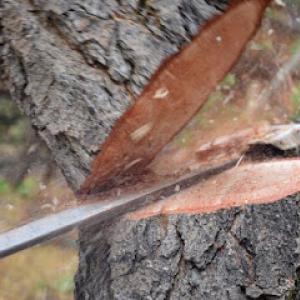 Wright's Logging & Tree Service