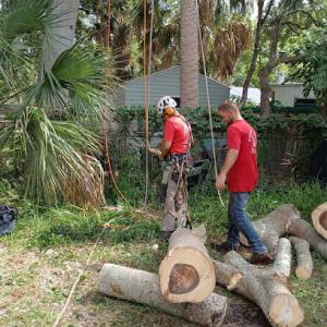 Timberwolf tree care