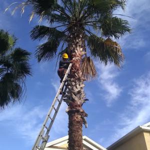 E8 Tree Services