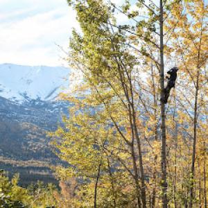Boreal Tree Care