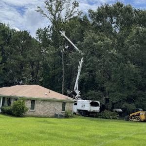 Knights Tree Services