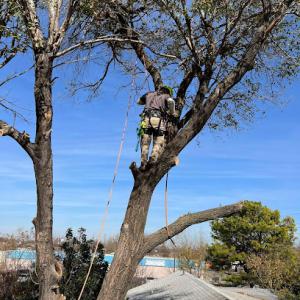 Starting Over Lawn & Tree Service