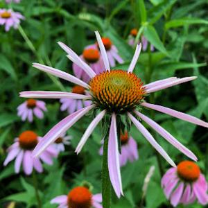 Marvin's Organic Gardens