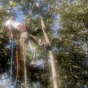 Klimb Pro Expert Tree Care