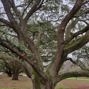 Joshua Tree of Wilmington